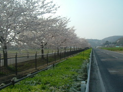 さくらロード幹線の桜2