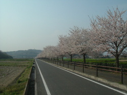 さくらロード幹線の桜3