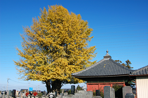 浄蔵寺の大イチョウ