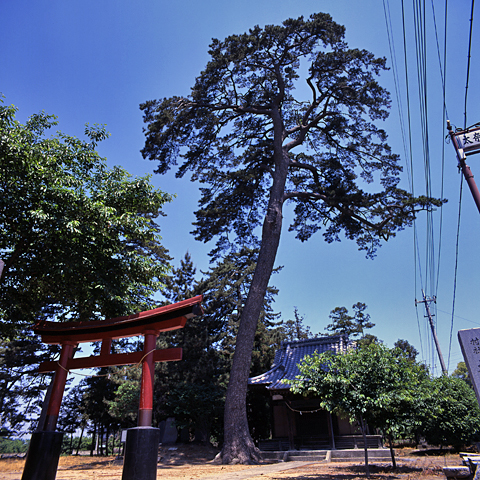 太奈荷神社のマツ