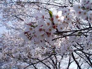菅塩沼の桜の画像1