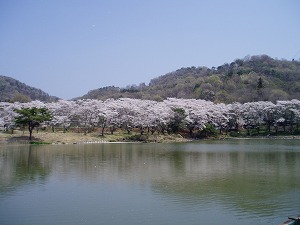 菅塩沼の桜の画像2