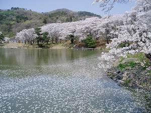 菅塩沼の桜の画像3