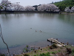 菅塩沼の桜の画像4