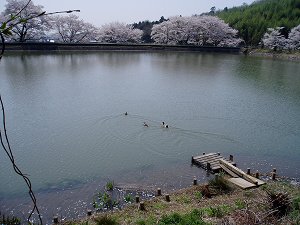 菅塩沼の桜の画像4