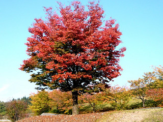 八王子山の紅葉の画像