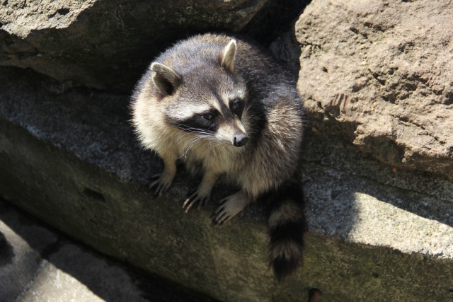 アライグマの特徴の画像