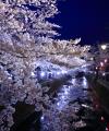 八瀬川の桜ライトアップの様子