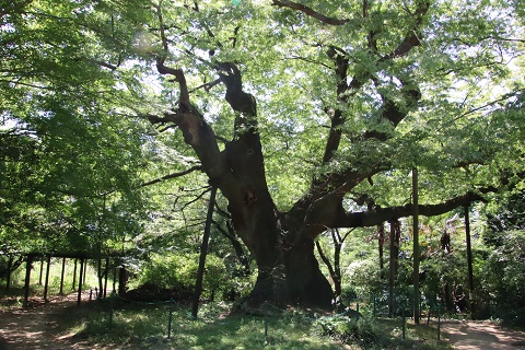 金山の大ケヤキ