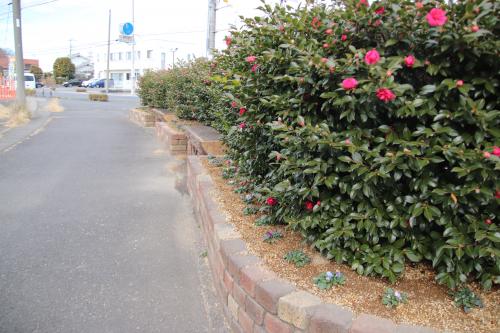 鳥山・竜舞線花壇