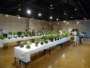 夏の山野草展