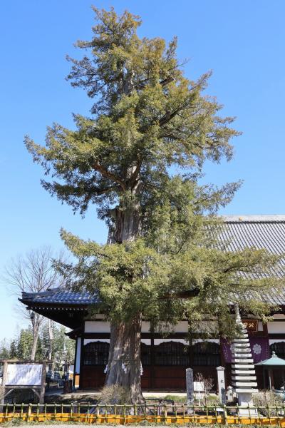 仁叟寺