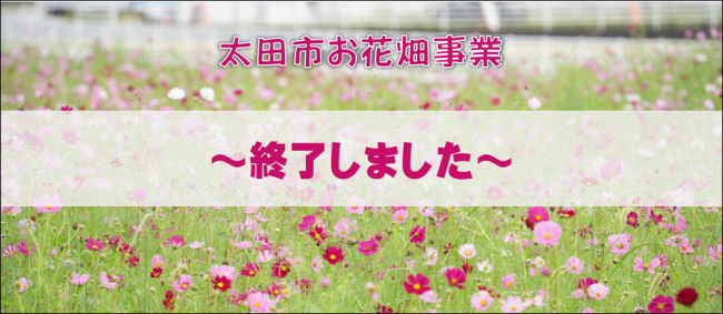 コスモス文字入